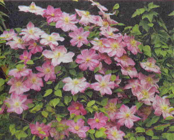 Никитский Розовый (Nikitskii Rozovyi)