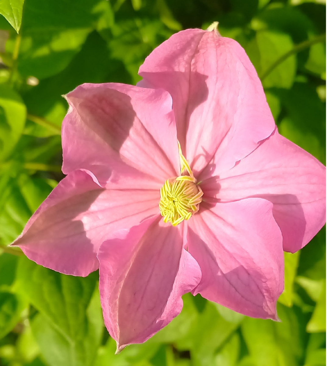 Клематис Nikitskii Rozovyi