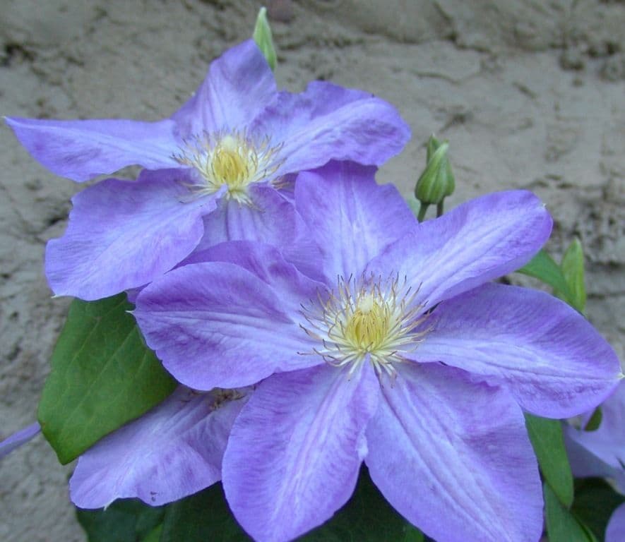 Клематис Silmakivi