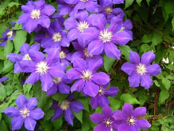 Клематис Sinee Plamia