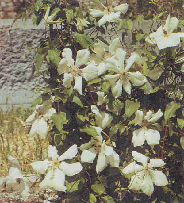 Балерина (Balerina)