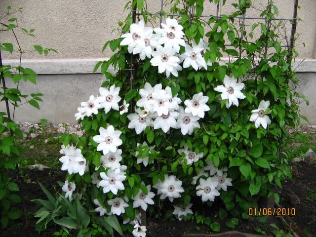 Клематис Balerina