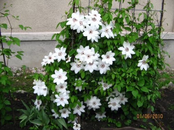 Клематис Balerina