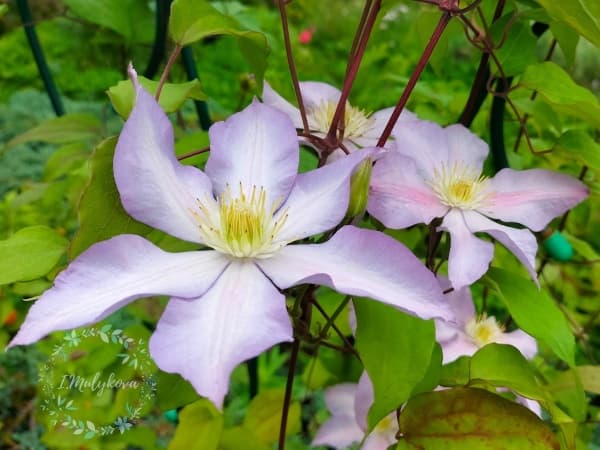 Клематис Serebrianyi Rucheek