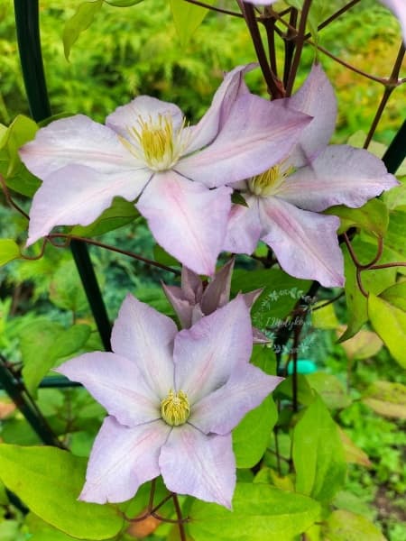 Клематис Serebrianyi Rucheek