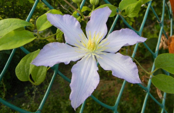 Клематис Serebrianyi Rucheek