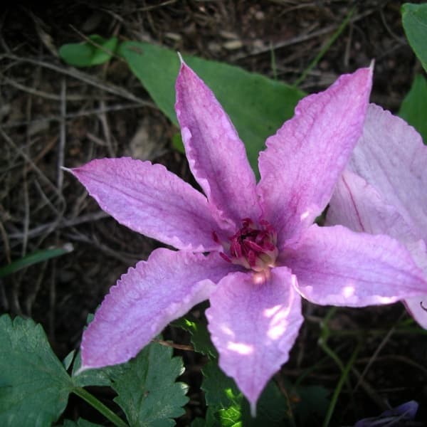 Клематис Meloodia