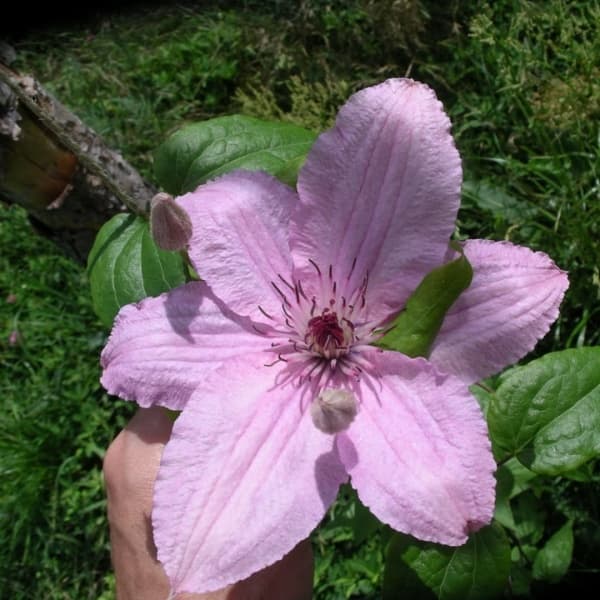 Meloodia
