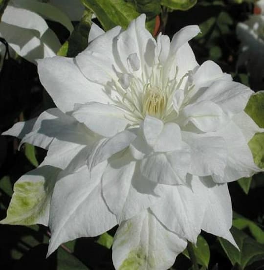 Halina Noll