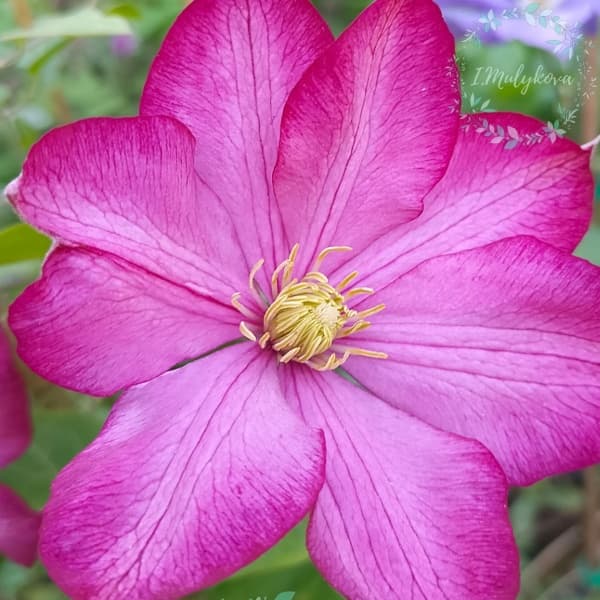 Rapina Roosa