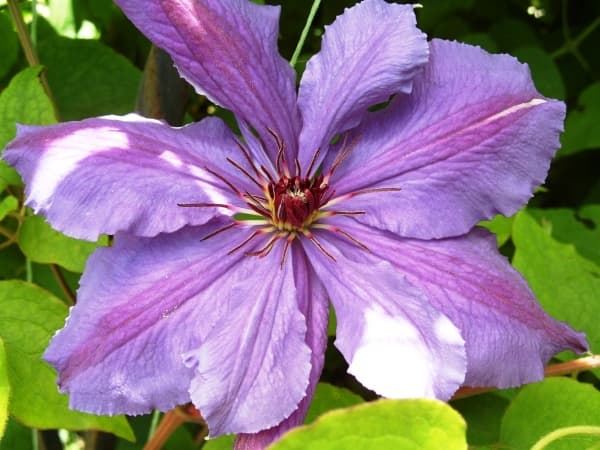 Fantaziia