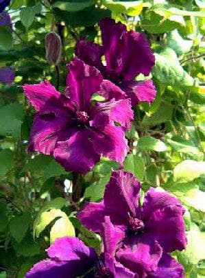 Клематис Honora