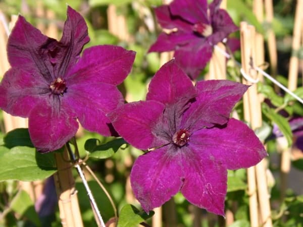 Клематис Honora