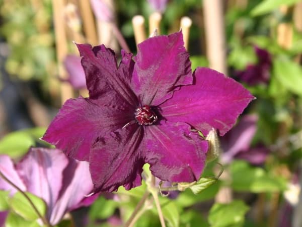 Клематис Honora