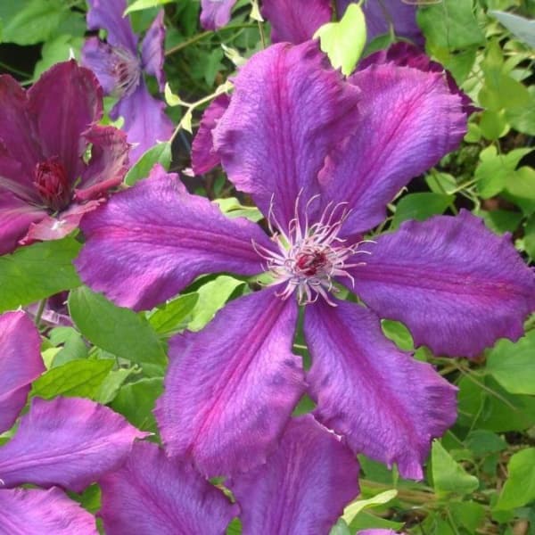 Клематис Honora