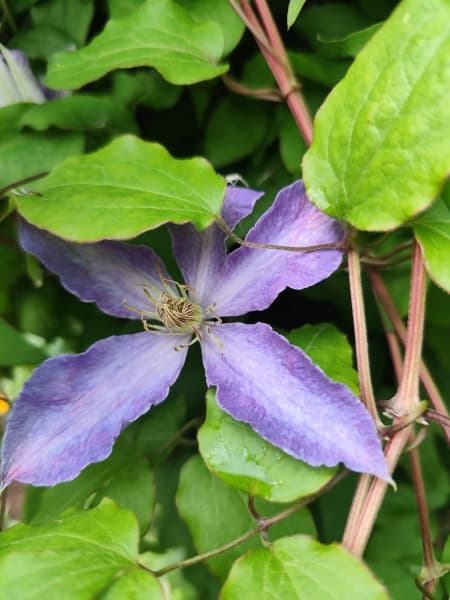 Клематис Serenada Kryma