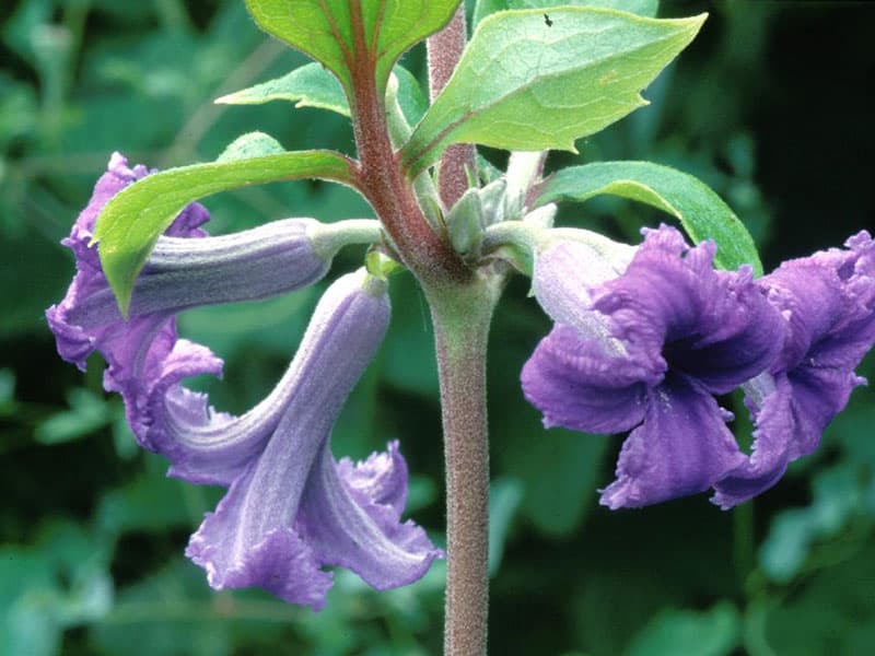 Клематис heracleifolia Cassandra