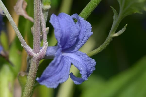heracleifolia Cassandra