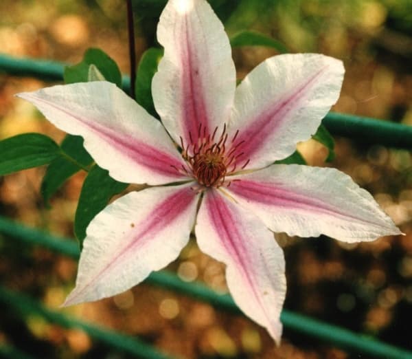 Клематис Aliide