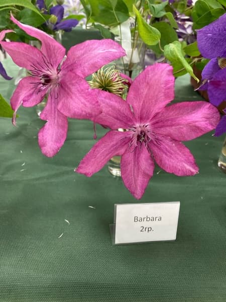 Barbara