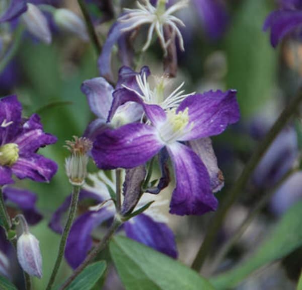 angustifolia Zagadka