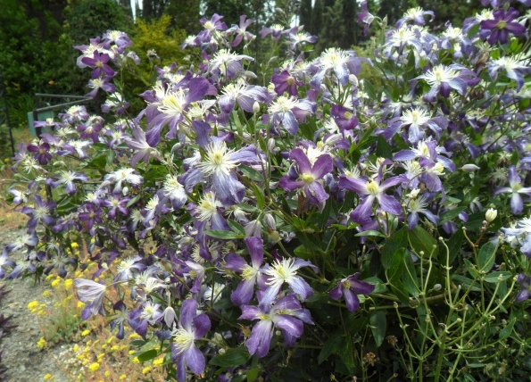 angustifolia Zagadka