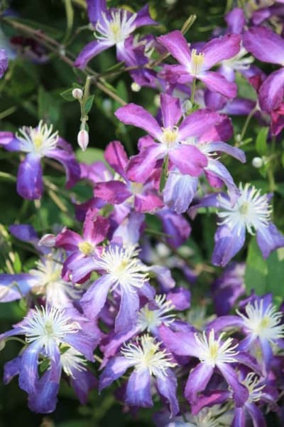Клематис angustifolia Zagadka