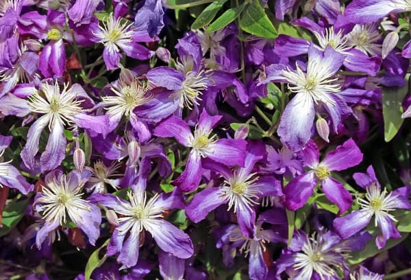 Клематис angustifolia Zagadka