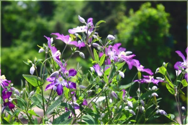 Клематис angustifolia Zagadka