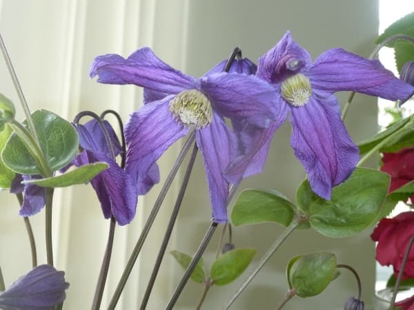 x diversifolia Eriostemon