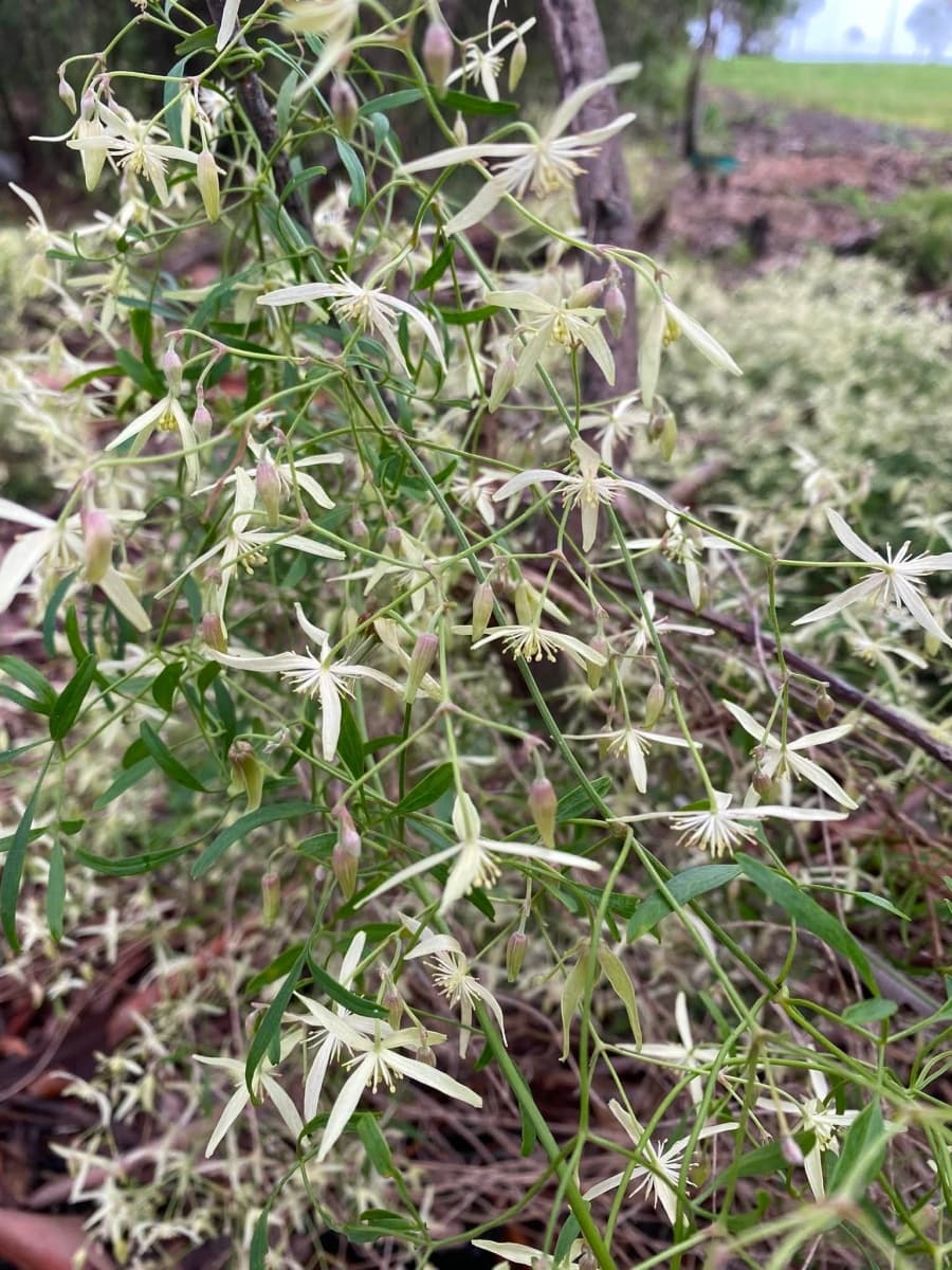 Клематис microphylla