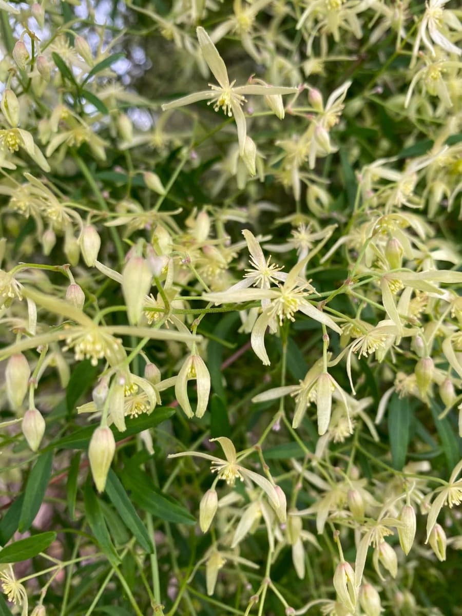 Клематис microphylla
