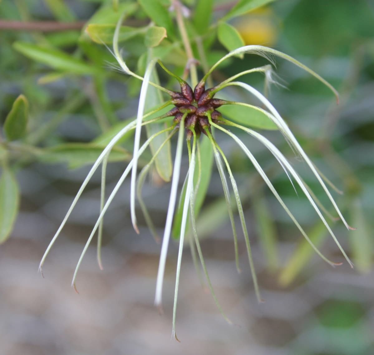 Клематис microphylla