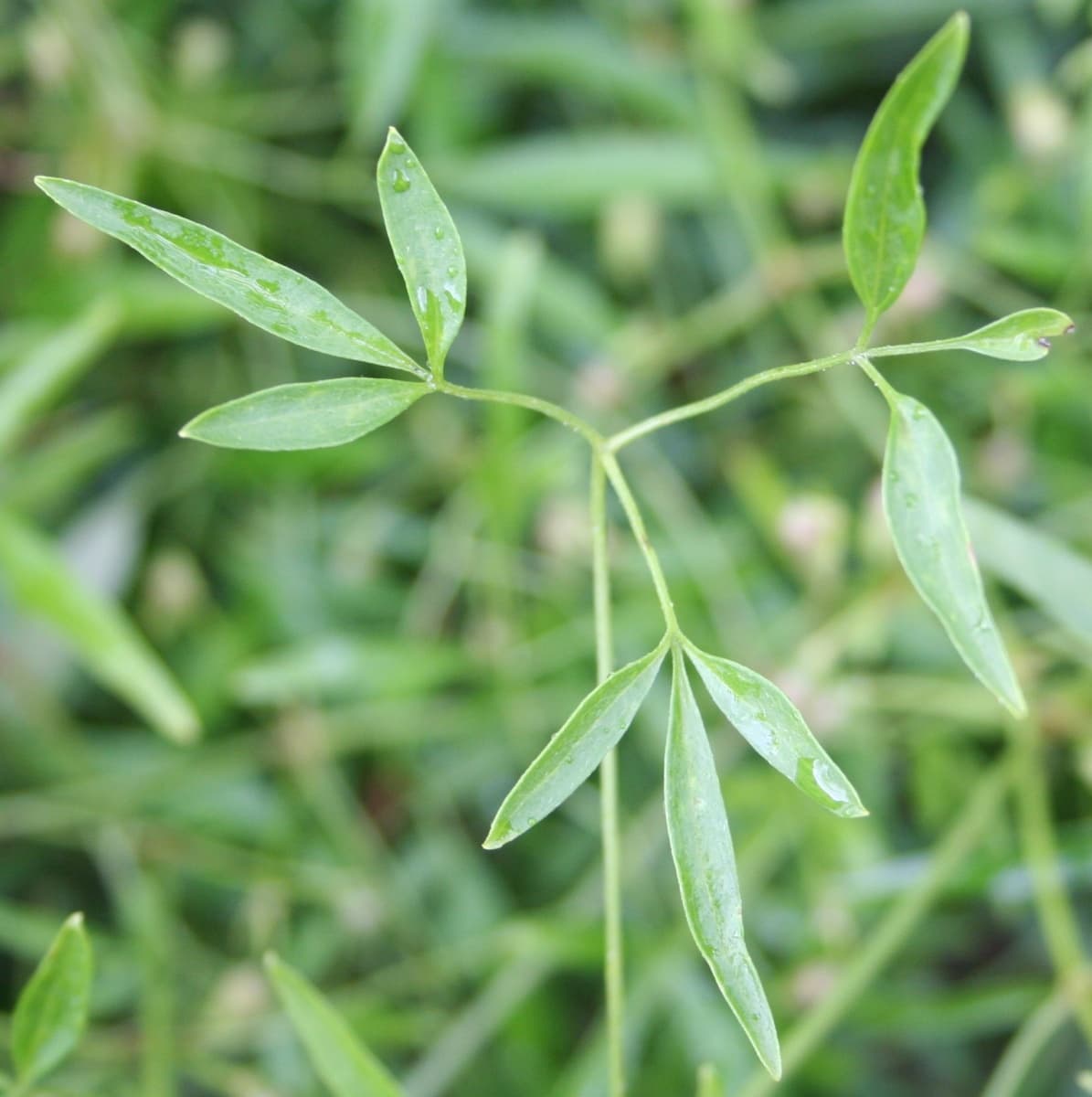 Клематис microphylla
