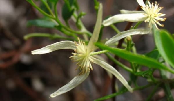 Клематис microphylla