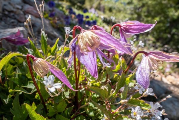 occidentalis var dissecta