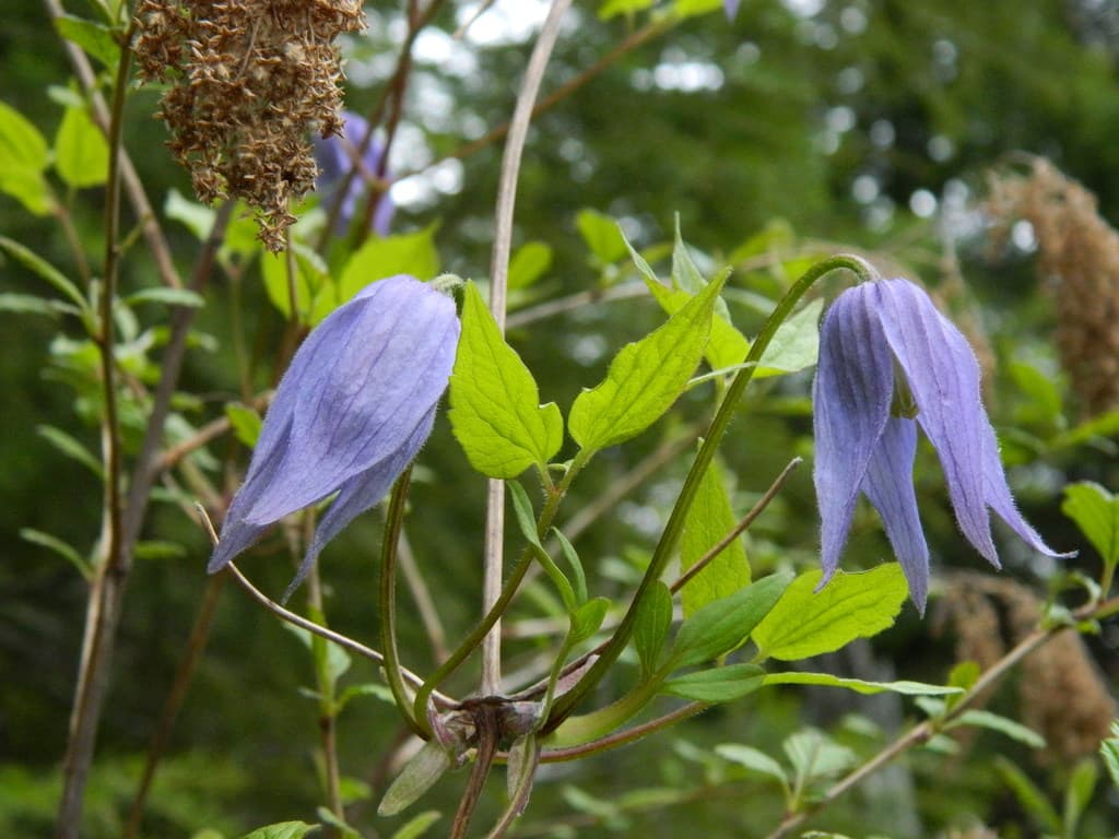 Клематис occidentalis var grosseserrata