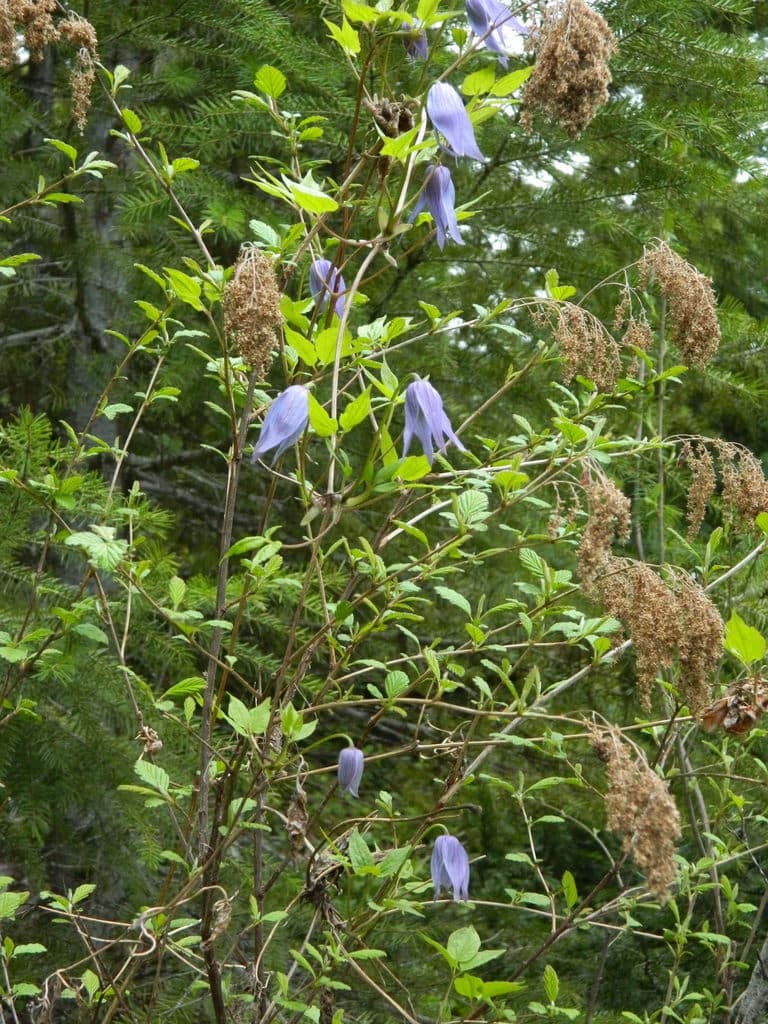 Клематис occidentalis var grosseserrata