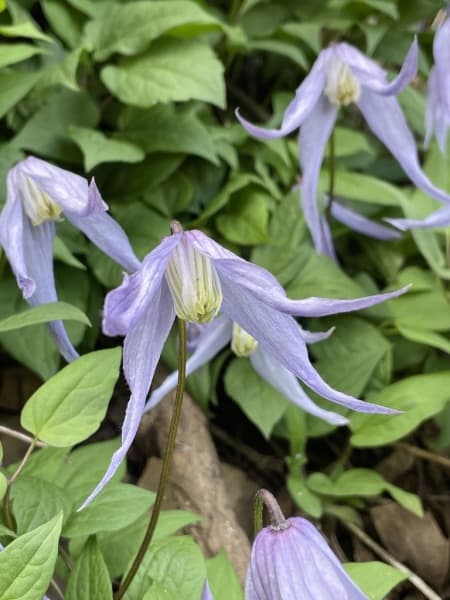 Клематис occidentalis var grosseserrata