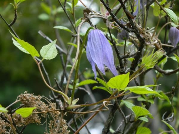 Клематис occidentalis var grosseserrata