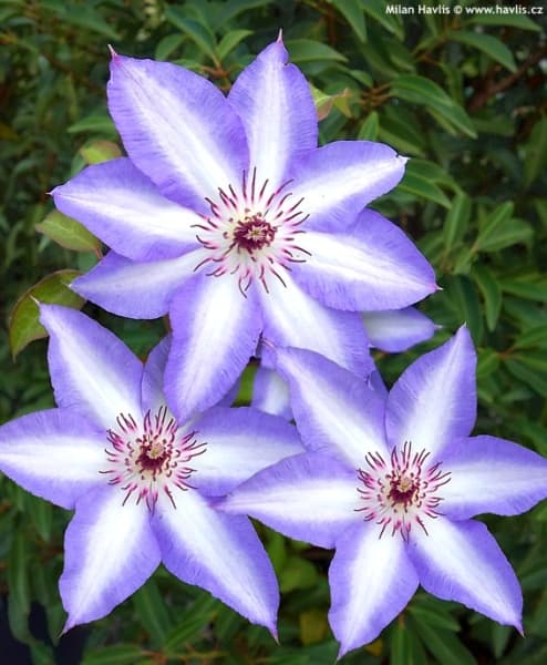 Клематис Misayo