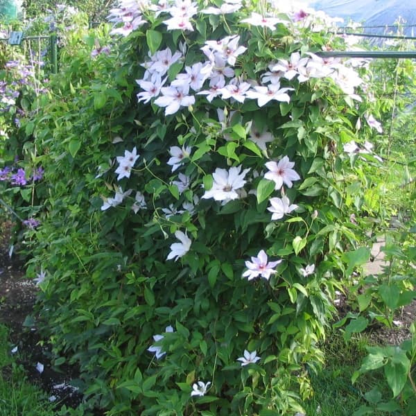Клематис Hommik