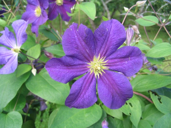 Sinililla