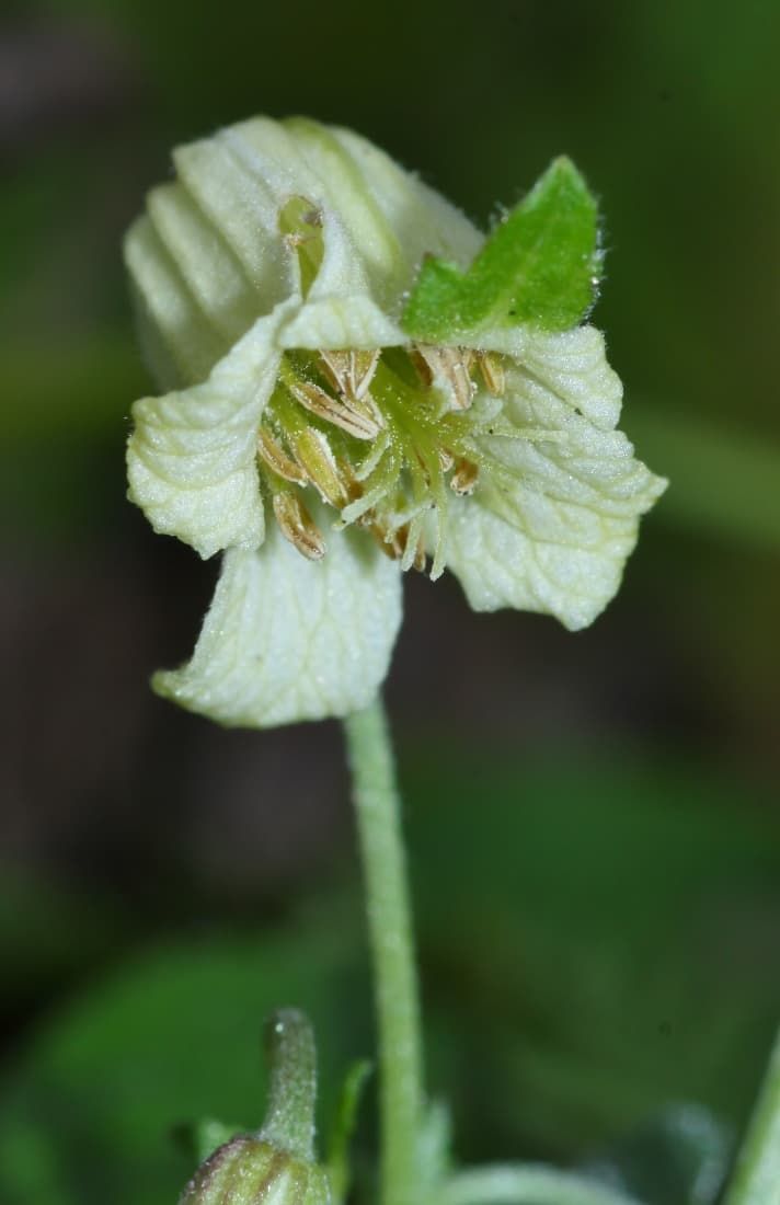 Клематис aethusifolia var latisecta