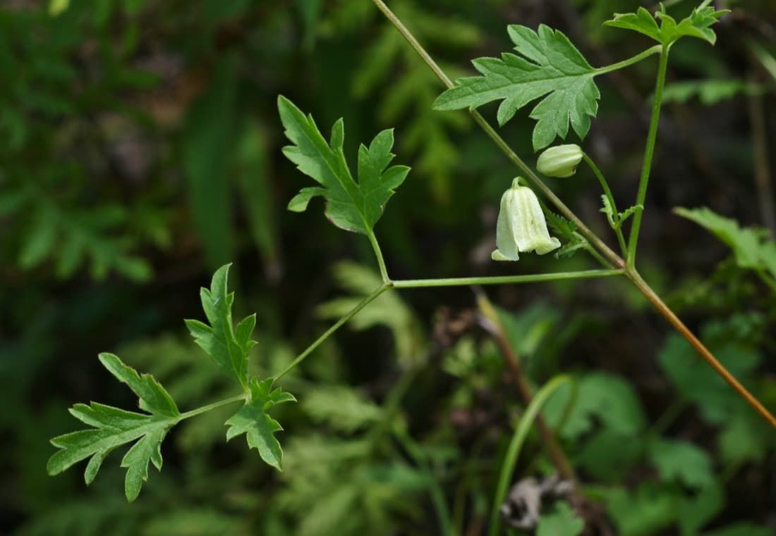 Клематис aethusifolia var latisecta