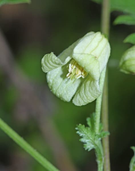 aethusifolia var latisecta