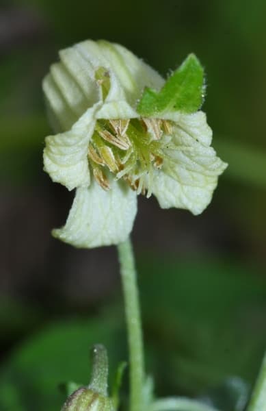 aethusifolia var latisecta