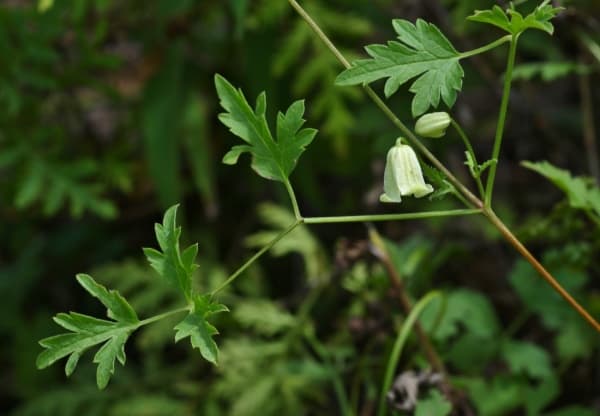 Клематис aethusifolia var latisecta