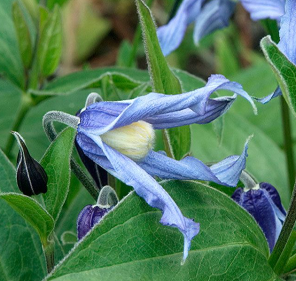 Coerulea (Integrifolia Group)