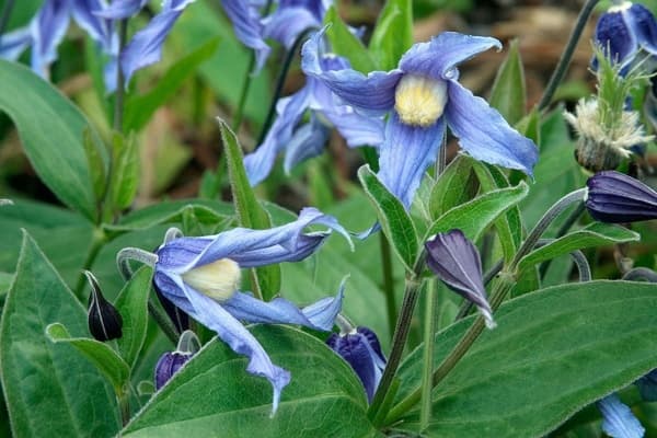 Coerulea (Integrifolia Group)
